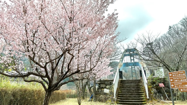 川治温泉の桜